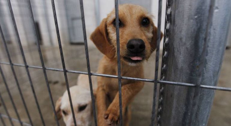 Imagen de un cachorro en un albergue