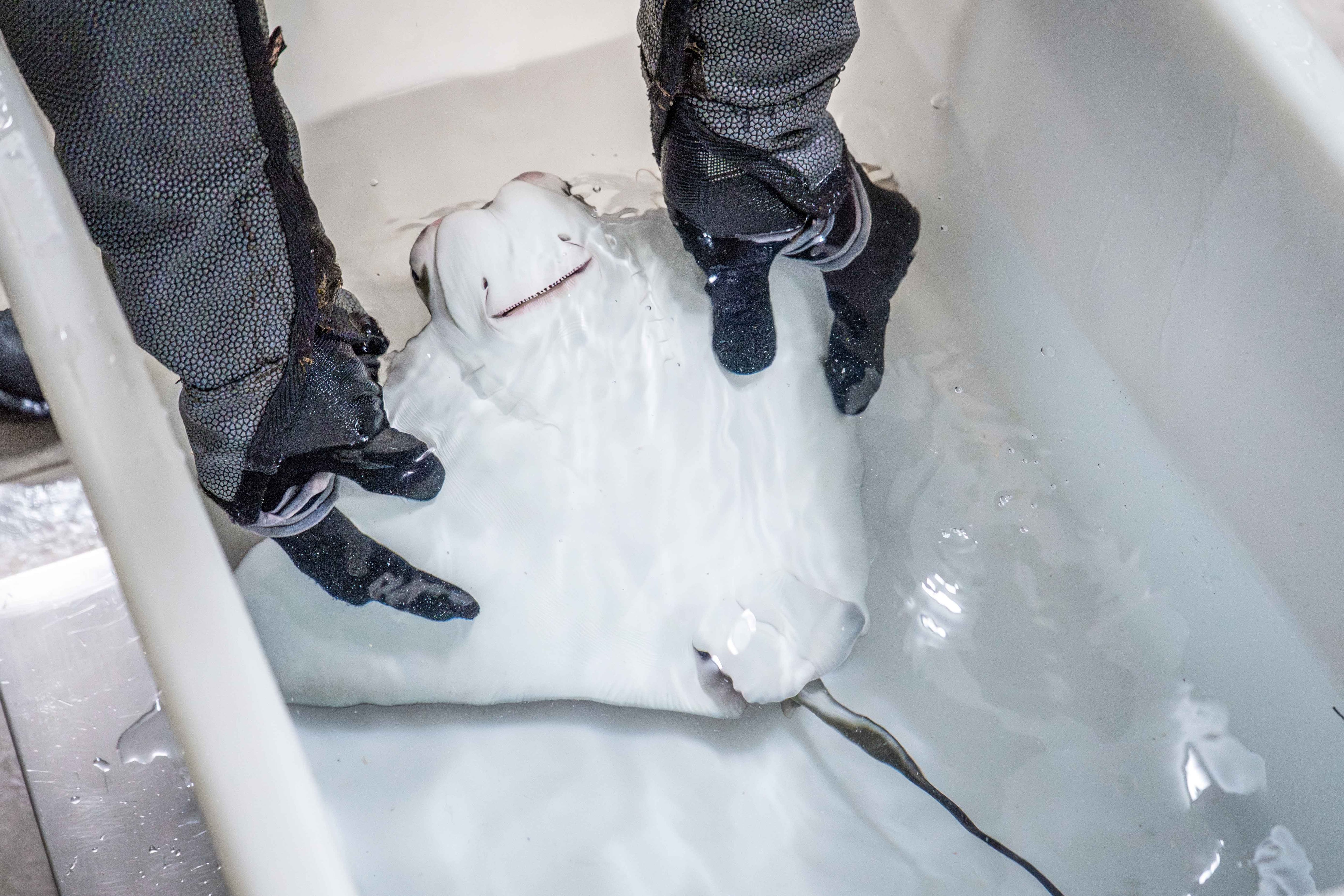 Primera cría de Rhinoptera marginata que  nace en el Oceanogràfic