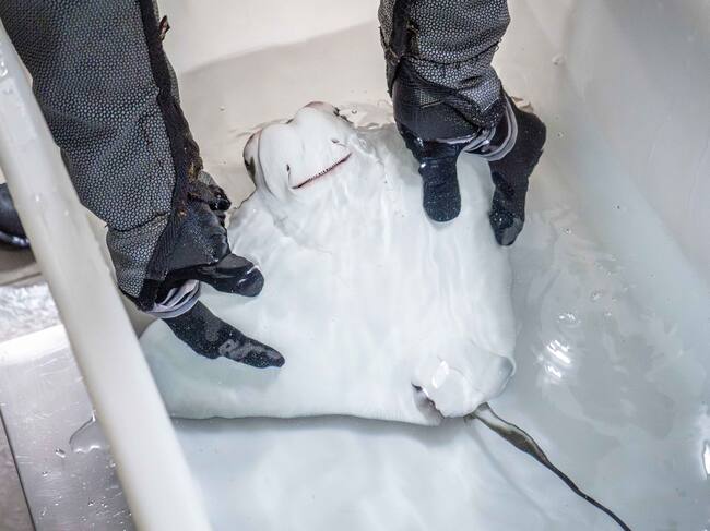 Primera cría de Rhinoptera marginata que nace en el Oceanogràfic