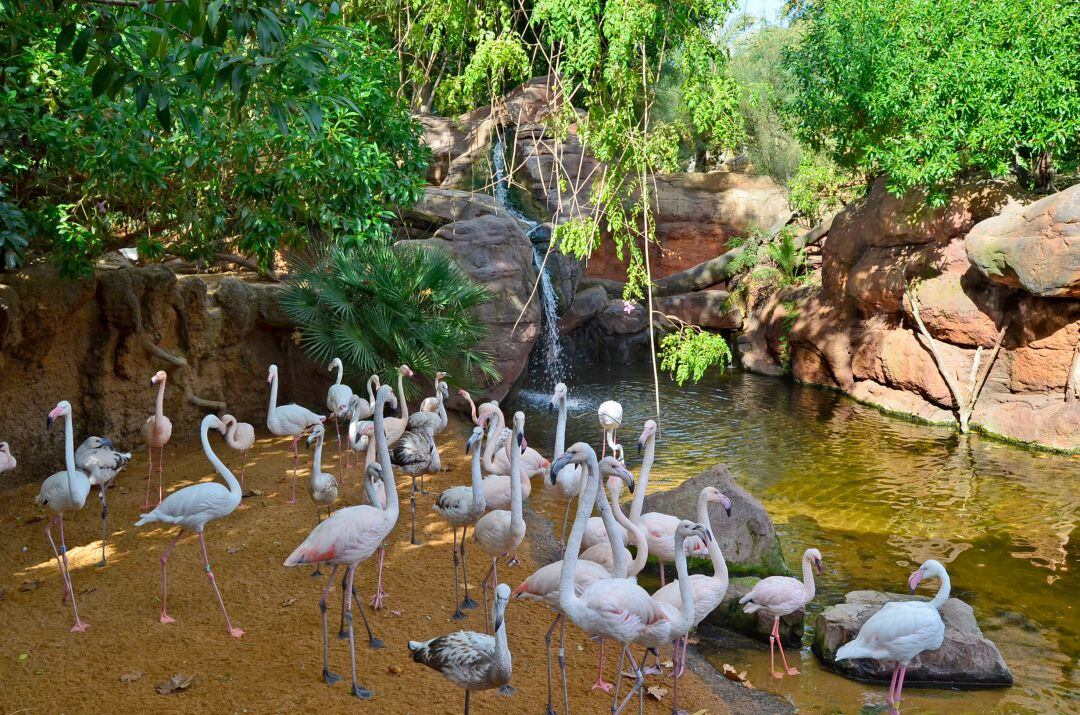 Los flamencos de Bioparc