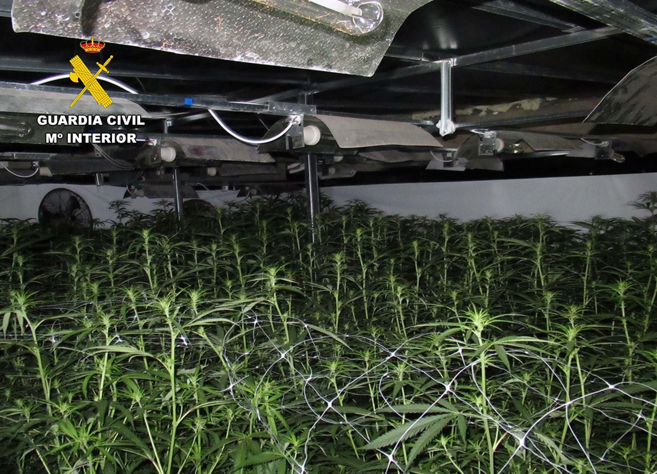 Plantación de marihuana localizada en Jumilla