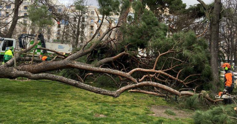 Vista del lugar en el que hoy un niño de 4 años ha fallecido hoy tras caerle un árbol encima en el parque del Retiro, en Madrid. 