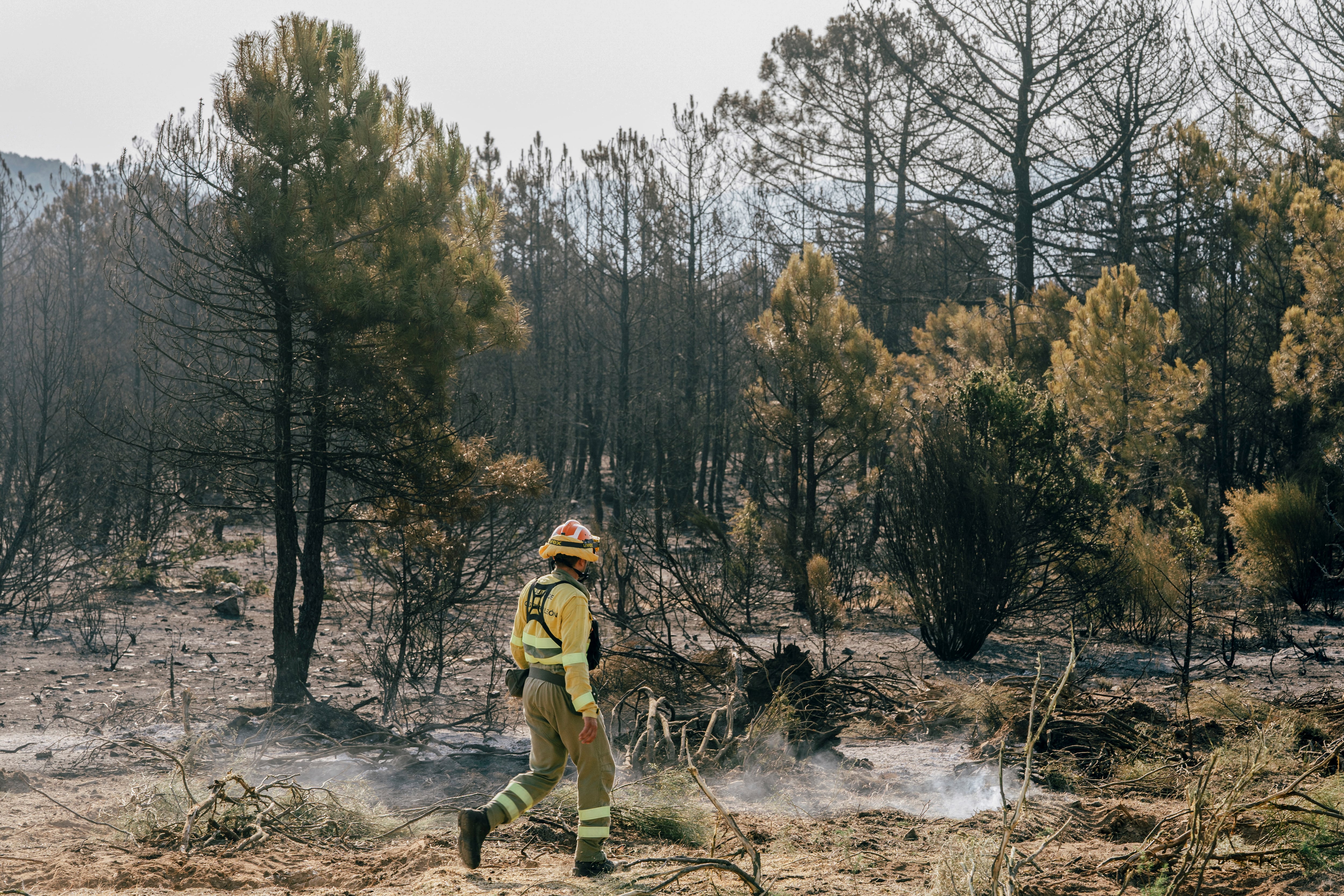 Un técnico revisa este domingo una de las zonas quemadas tras el incendio declarado el día anterior en la localidad abulense de Cebreros.