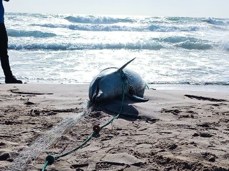 Delfin encontrado en la playa de El Perelló (Sueca)