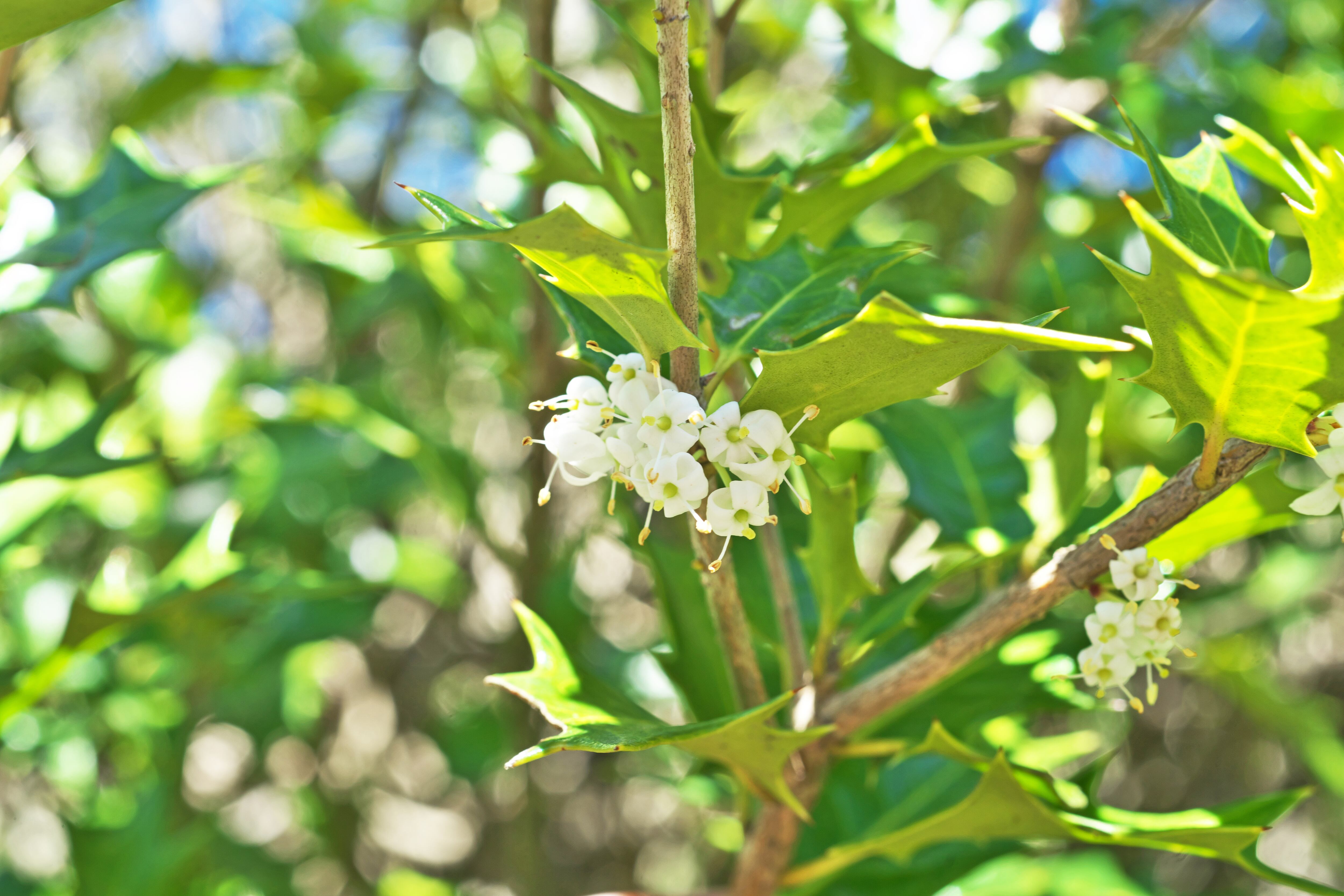 Osmanthus heterophyllus