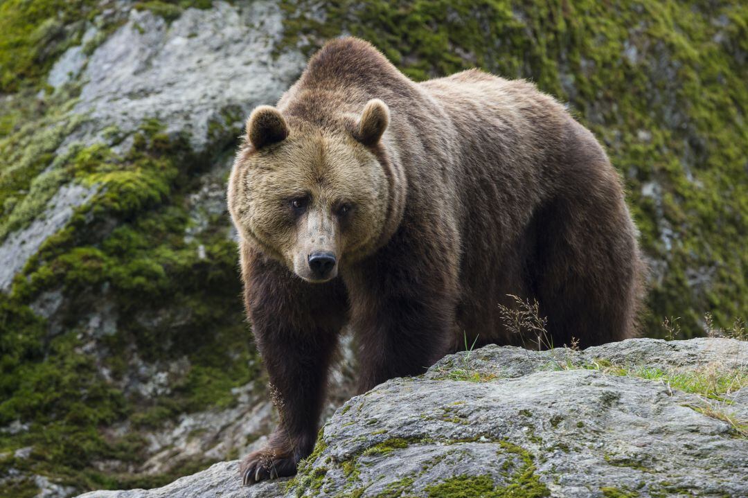 La Fundación Oso Pardo pone en marcha un proyecto de adaptación del oso al cambio climático