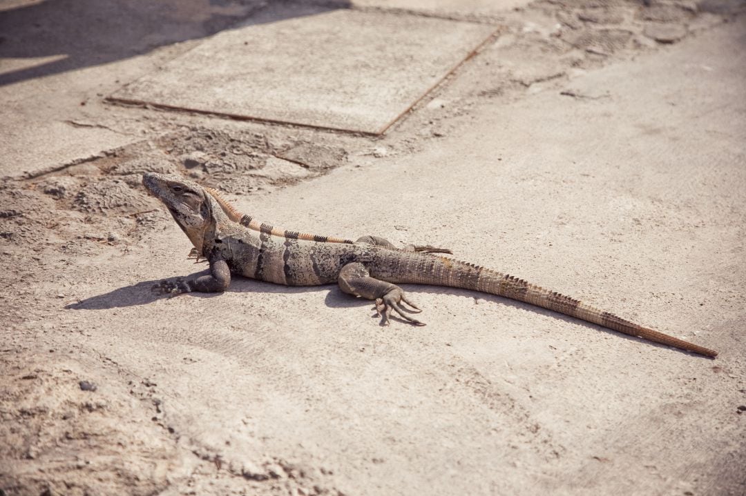 Iguana al sol en México.