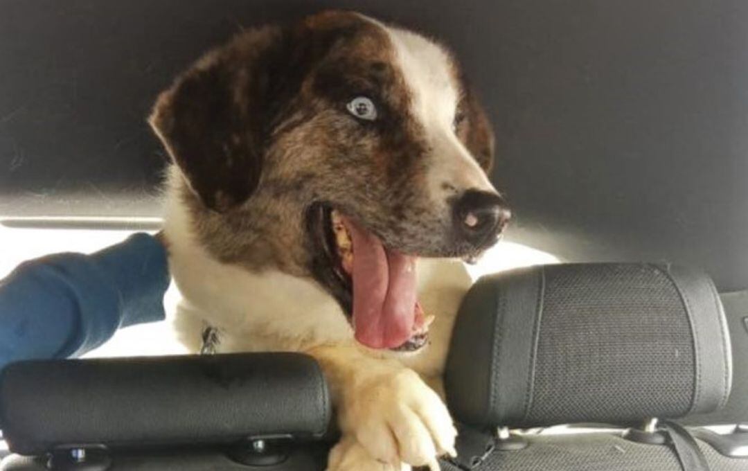 Alaska, tras ser adoptada del centro canino