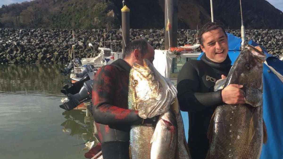 Pescan dos corvinas de 45 y 30 kilos en Orio