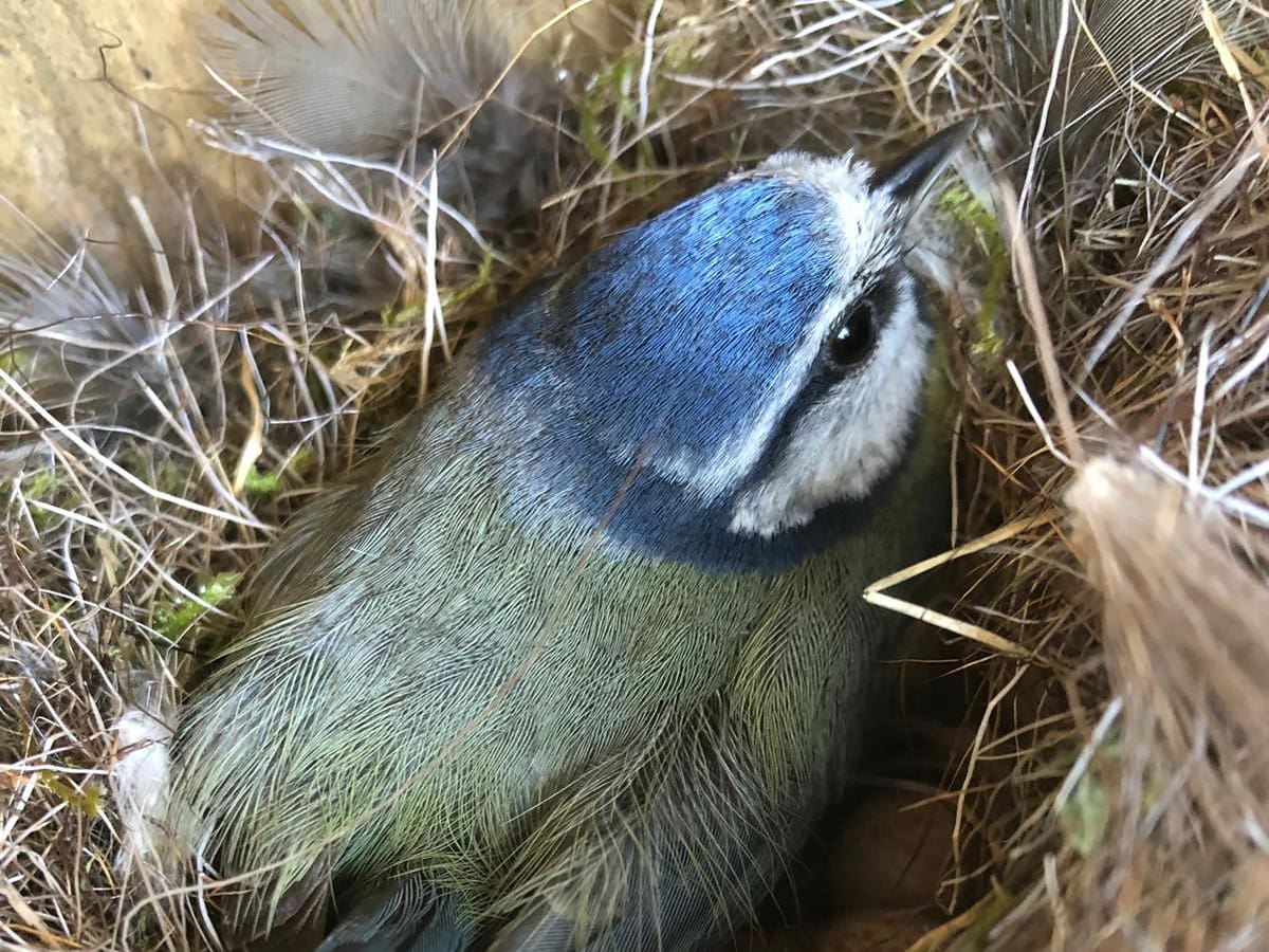 El calor que da la vida a las aves