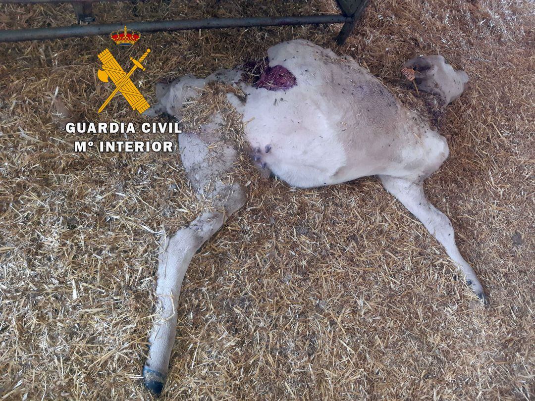 La Guardia Civil se encontró esta macabra situación en la finca de La Carolina