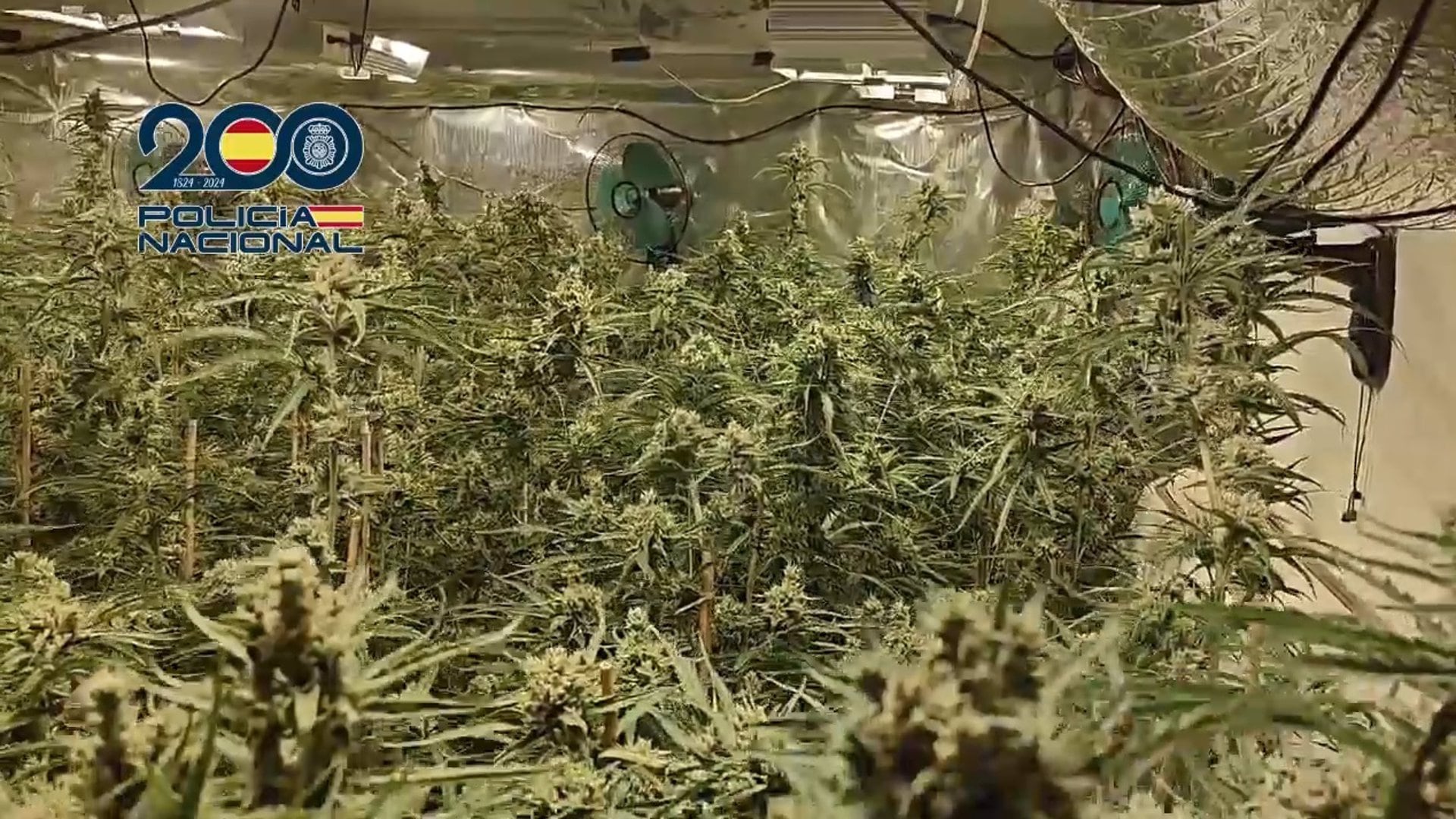 Plantación de marihuana en una vivienda de Molina de Segura (Murcia)