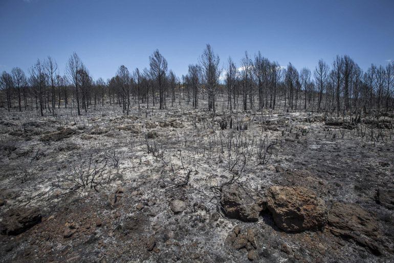 Estado en el que ha quedado la superficie afectada por el incendio forestal declarado ayer en la zona de Barraca de Aguas Vivas, en el término municipal de Carcaixent.