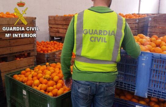 Miembro del Equipo Roca de la Guardia Civil en una operación contra el robo de naranjas en campos de Valencia