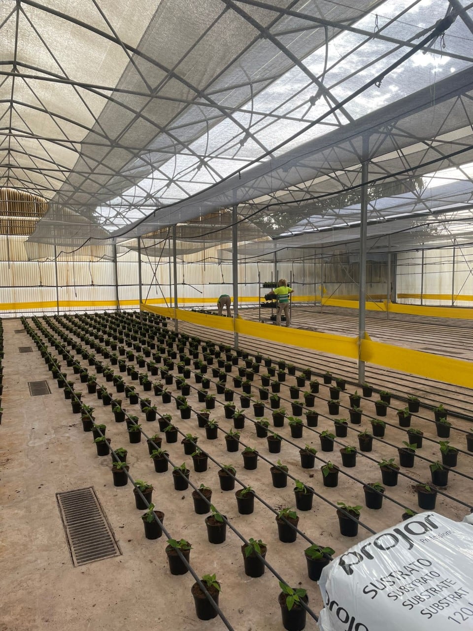 Plantación flor de Pascua en Lorca