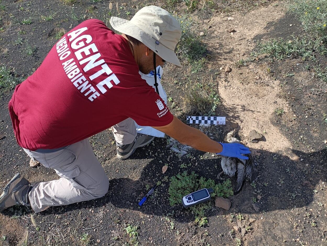 Uno de los agentes del área de Medio Ambiente del Cabildo de Lanzarote.