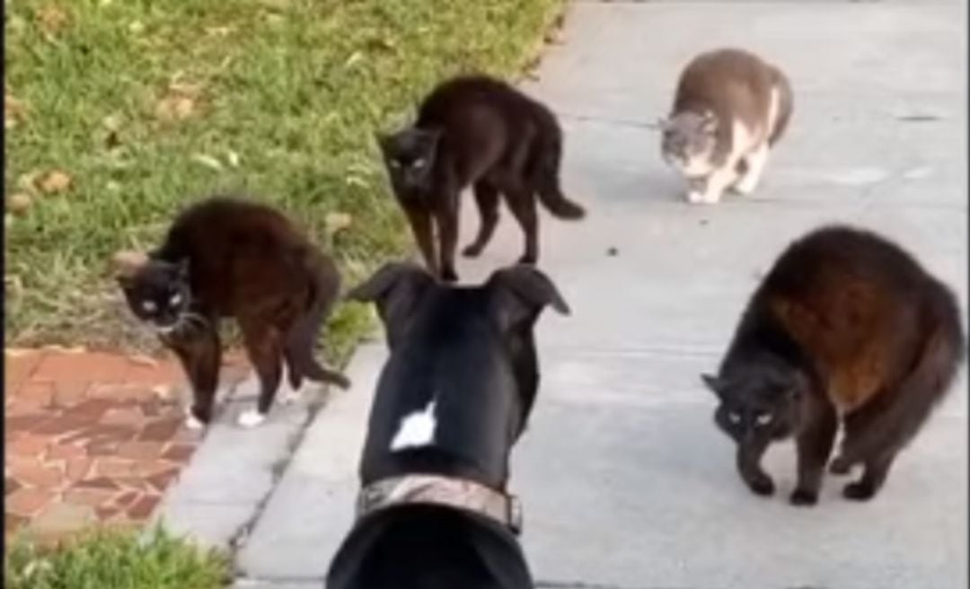 El perro, curioso, se acercó a los felinos sin esperar lo que iba a pasar.