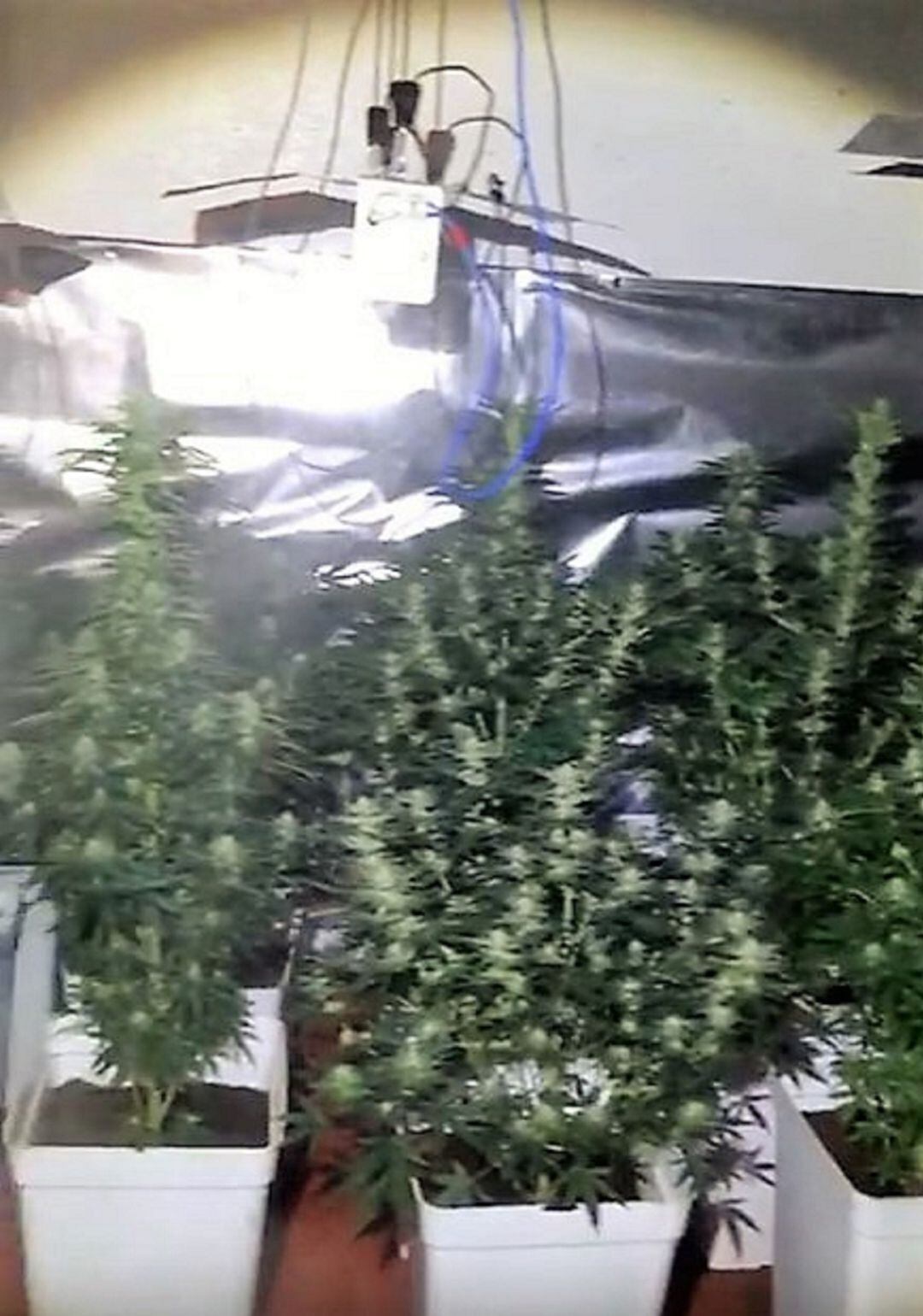 Plantanción de marihuana 