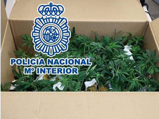 La caja encontrada cerrada en el interior del camión con las plantas de marihuana mientras circulaba por una avenida de Benidorm / CNP