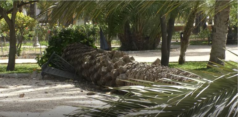 Caída de palmera sobre un banco en el Parque Municipal de Elche