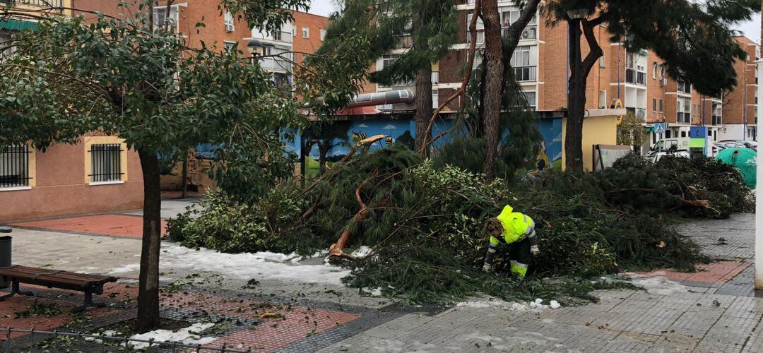 Los operarios forestales analizan el estado del arbolado tras el temporal