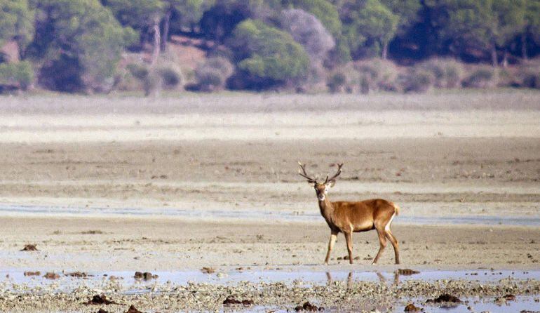 Parque Nacional de Doñana