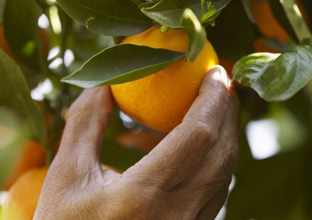 Imagen de archivo de un campo de naranjas 