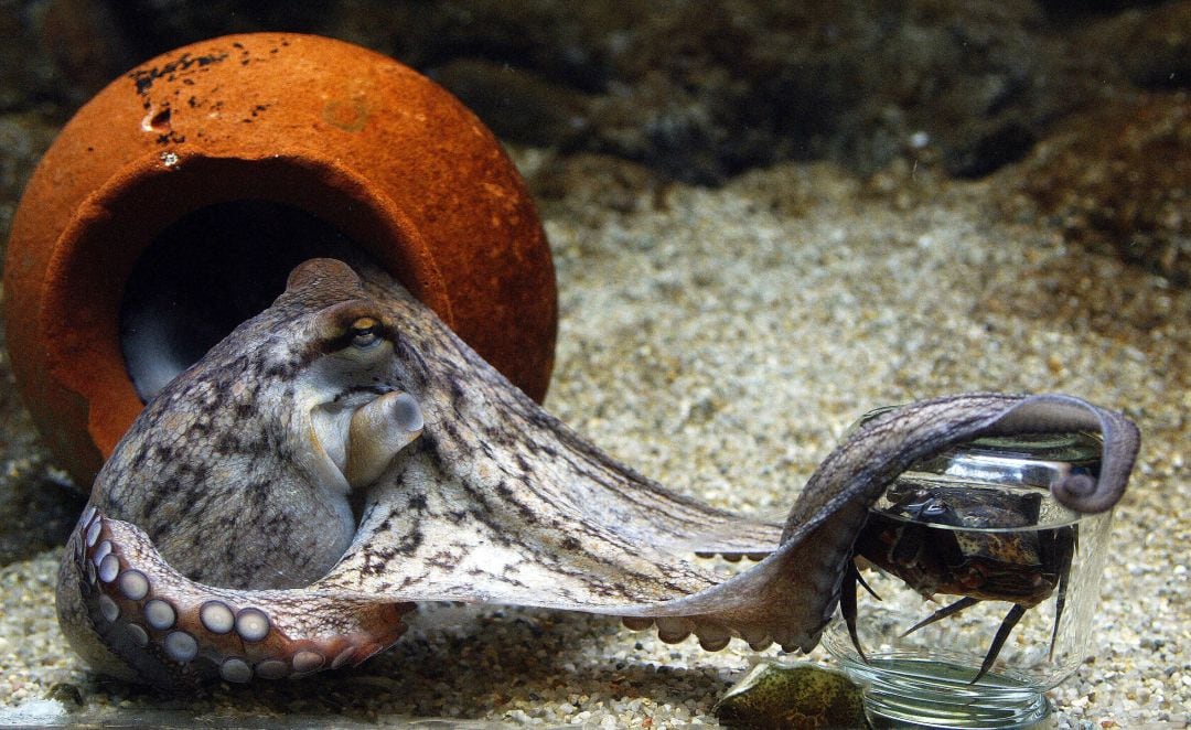 Un pulpo de dos meses intenta desenroscar la tapa de un frasco para comerse el cangrejo que hay dentro. 