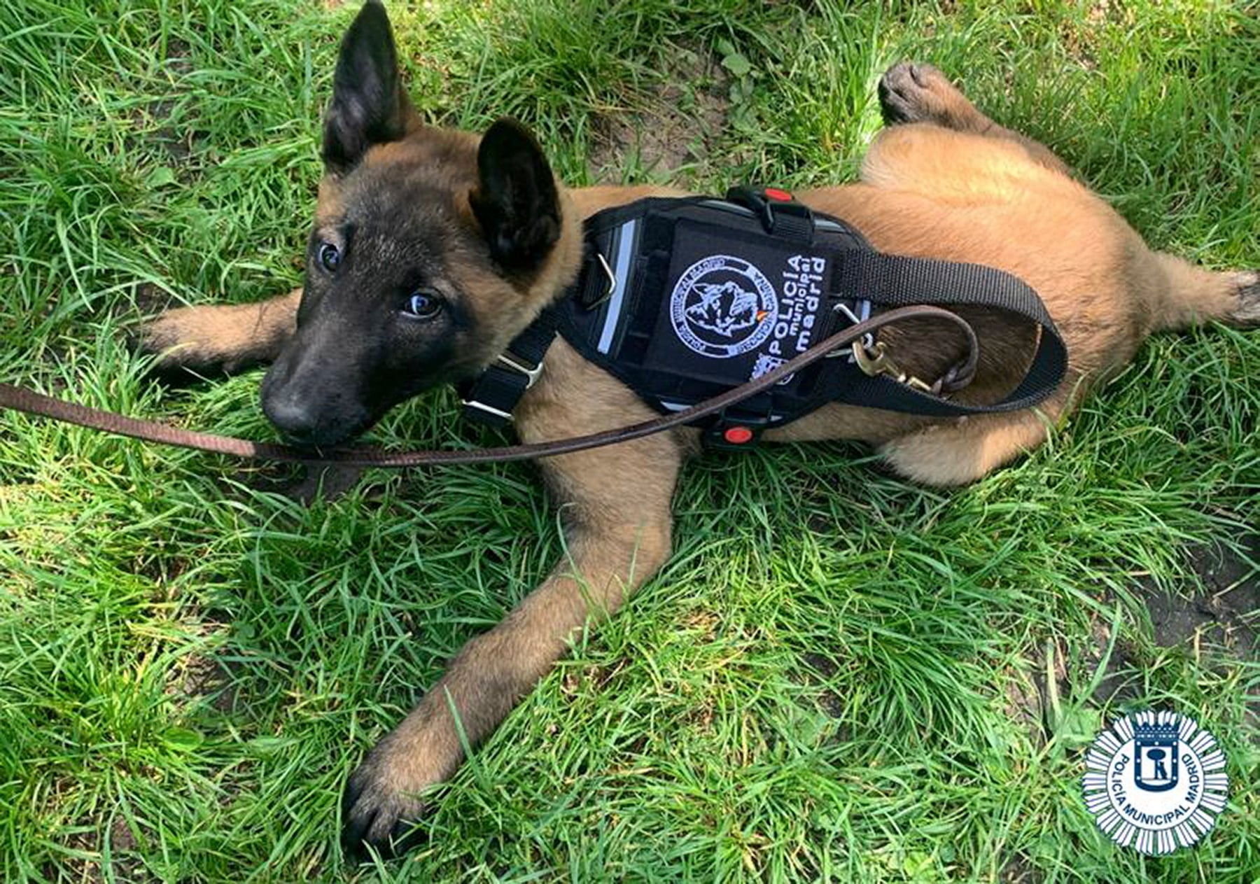 Oma, una cachorra de pastor belga de apenas cuatro meses