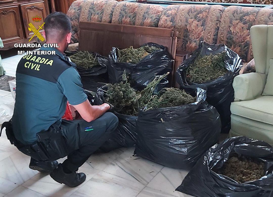 Imagen de la plantación de marihuana en una nave del polígono industrial El Saladar de Totana