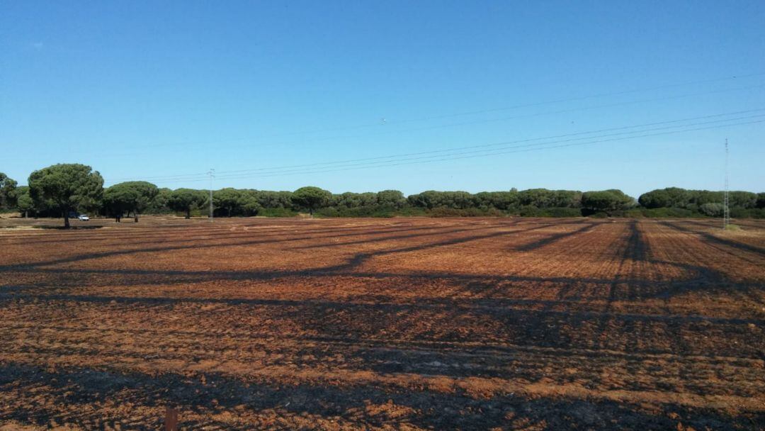 Pasto y trigal afectados por el fuego en la carretera del Portal