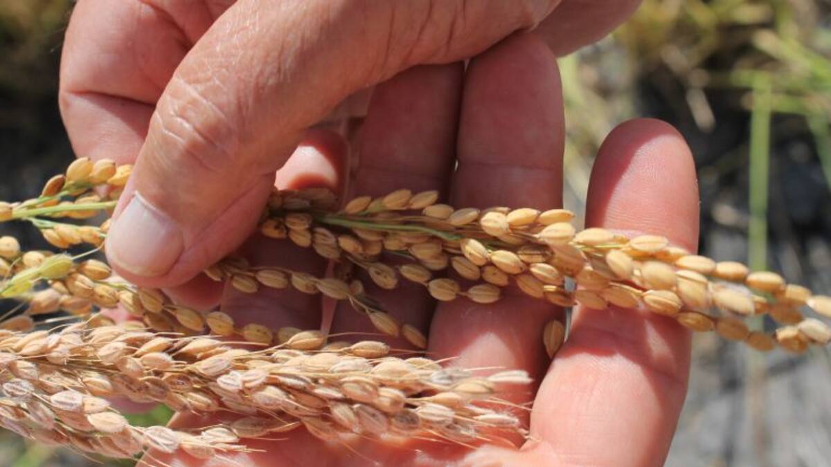 Alicante recupera el arroz ‘bombón’