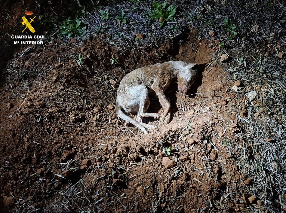 Cadáver del podenco encontrado en Castellar de Santiago, en Ciudad Real