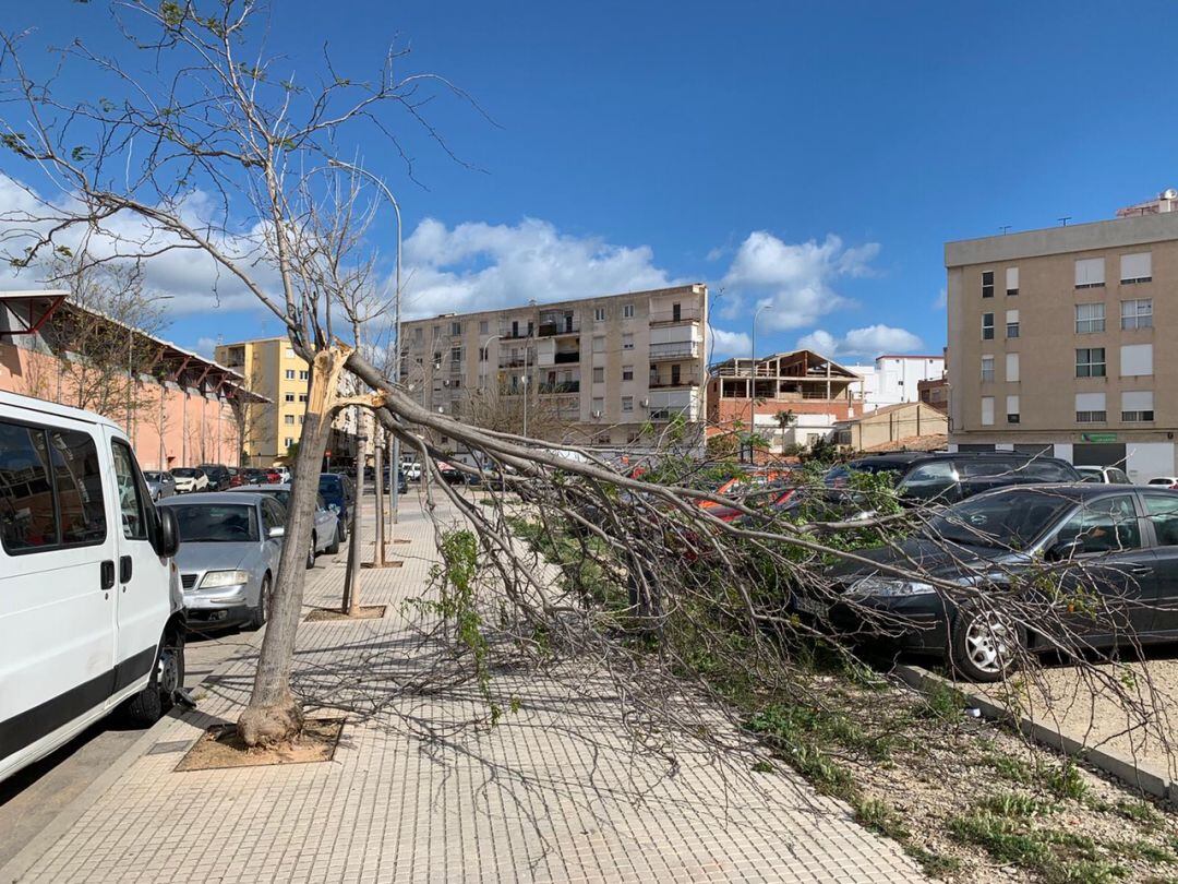 Árbol partido por las rachas de viento en el barrio del Raval de Gandia 