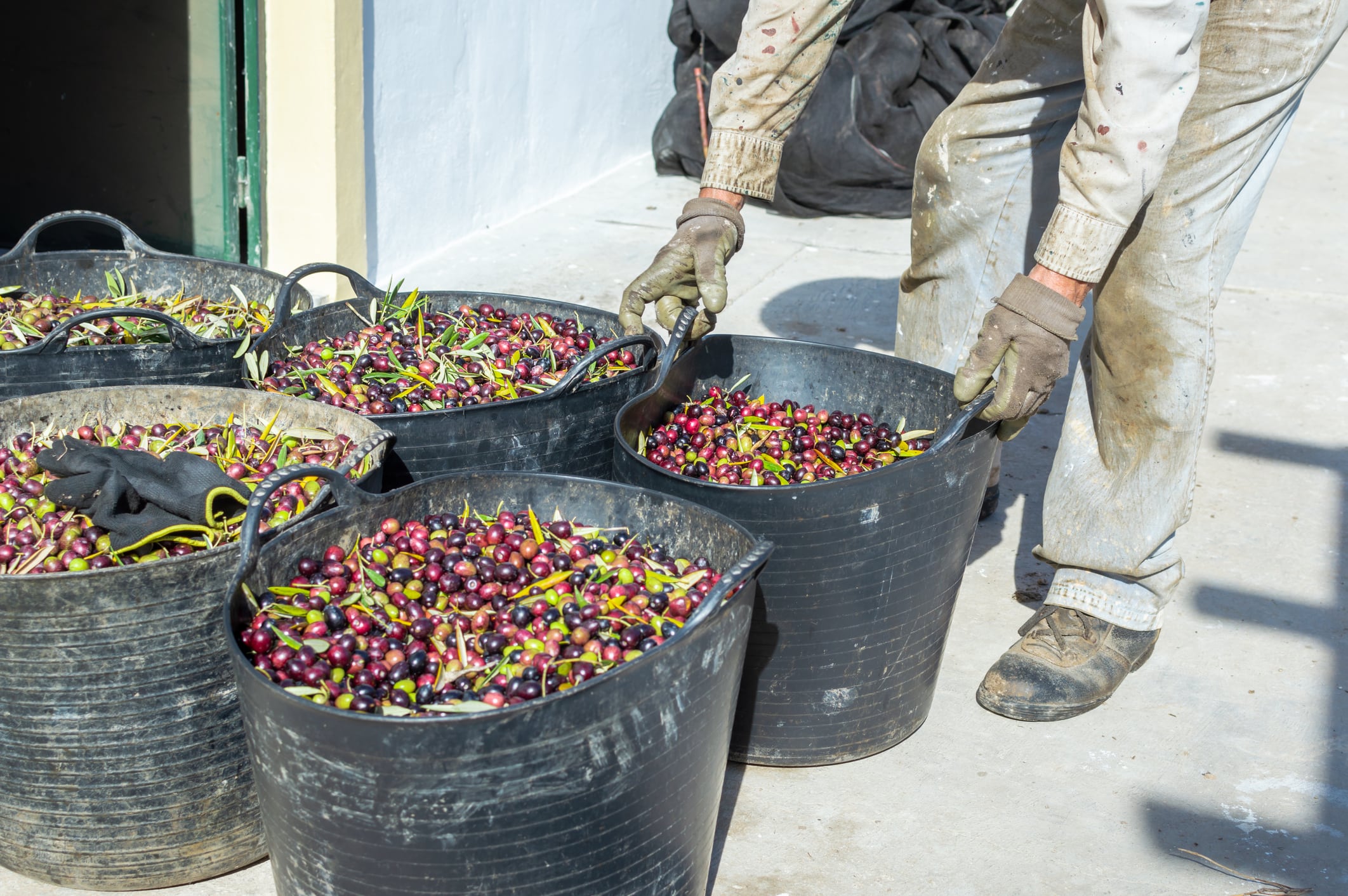 Un agricultor deja un capazo en el suelo entre otros tantos repletos de aceitunas recién recogidas