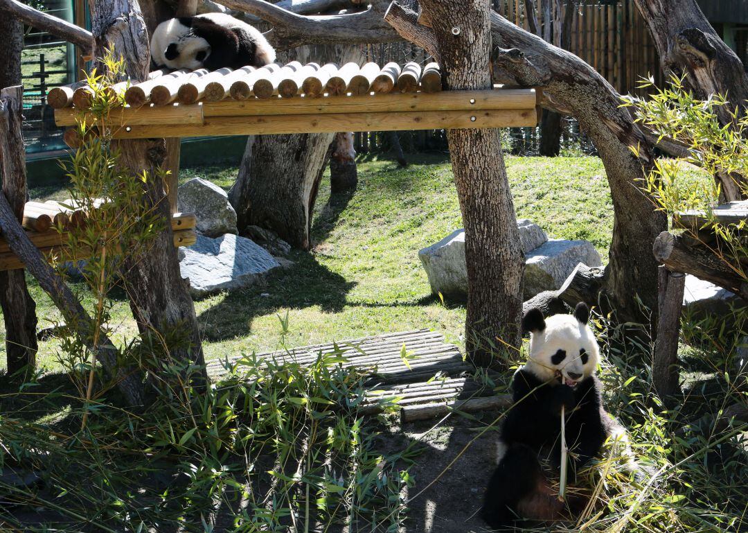 Uno de los pandas del Zoo de Madrid en una imagen del archivo.