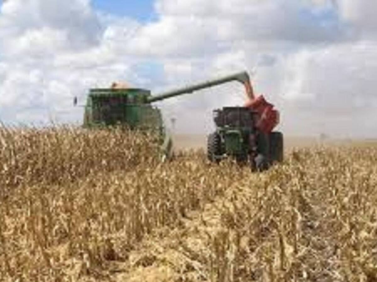 El Gobierno de Castilla-La Mancha ha pedido a los agricultores suspender la recolección mecánica de cereal