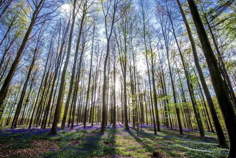  Una vista del bosque de Halle, localidad cercana a Bruselas, Bélgica, que es famoso por sus jacintos que están en flor desde mediados de abril hasta principios de mayo. 