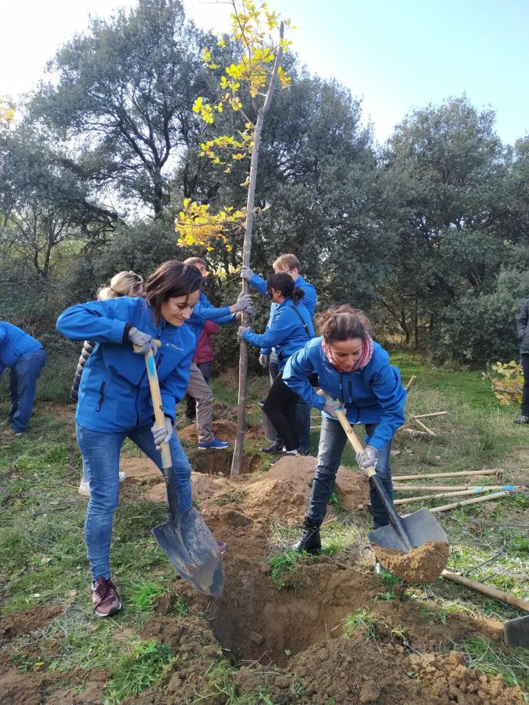 Plantación de árboles de la Fundación FDI