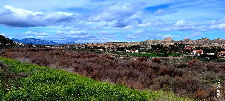 La Plataforma por la Calidad del Paisaje afirma que el bosque de tarayes del Río Guadalentín vuelve a beneficiar a Lorca con su resistencia tras las fuertes lluvias.