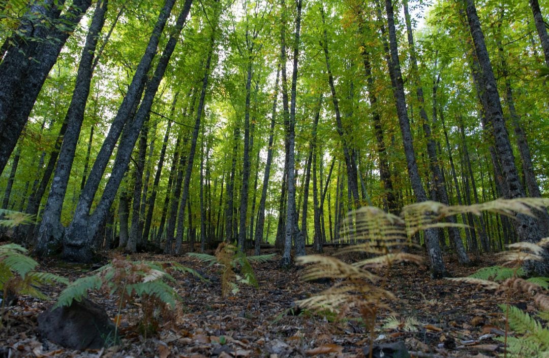 Árboles de El castañar de El Tiemblo, a 21 de octubre de 2021, en El Tiemblo, Ávila, Castilla y León, (España).