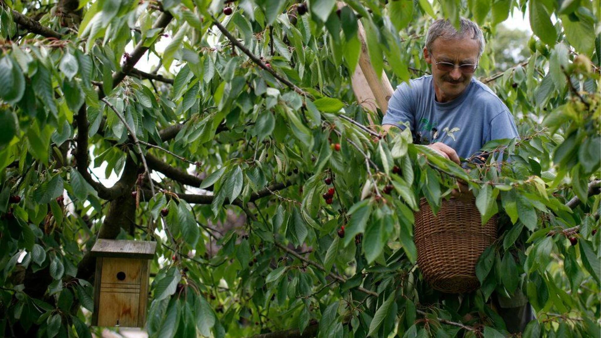 Un fruticultor recoge el fruto de uno de sus árboles