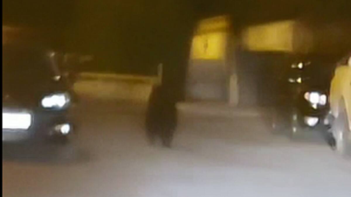 Un oso se pasea de noche por Ponferrada