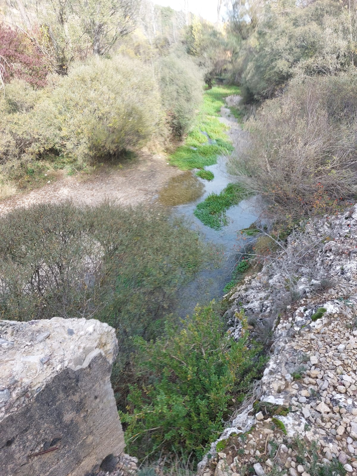 Las plantas invasoras impiden el fácil acceso y el baño en la zona