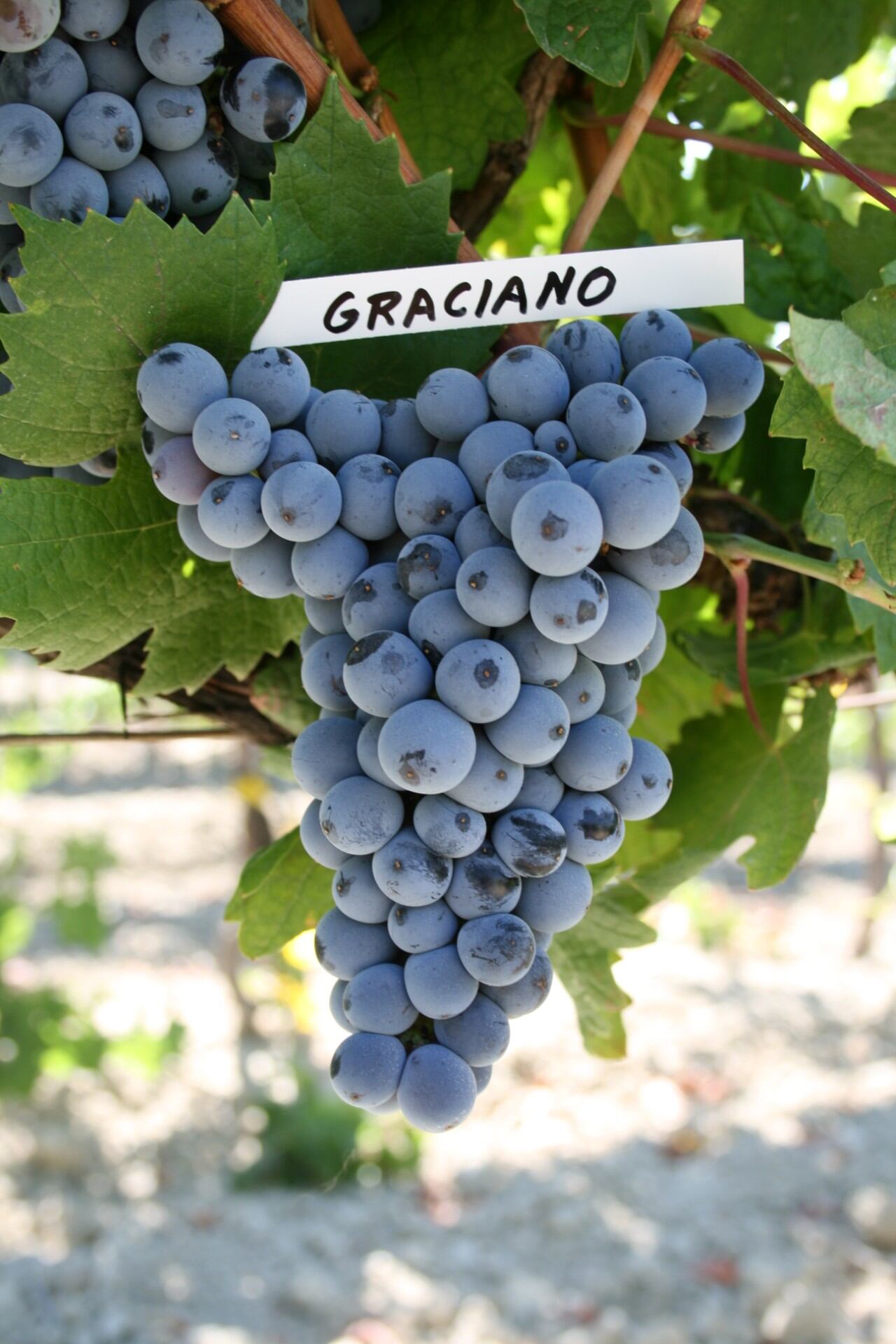 Racimo de Graciano