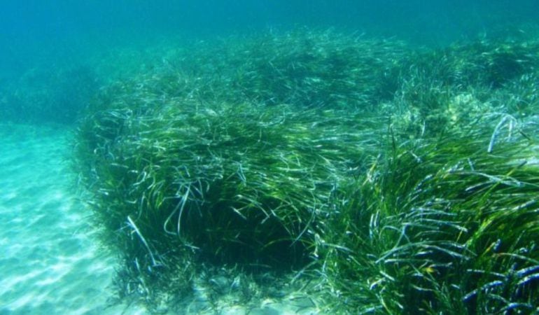 El Govern apenas vigila los fondeos ilegales sobre praderas de posidonia.