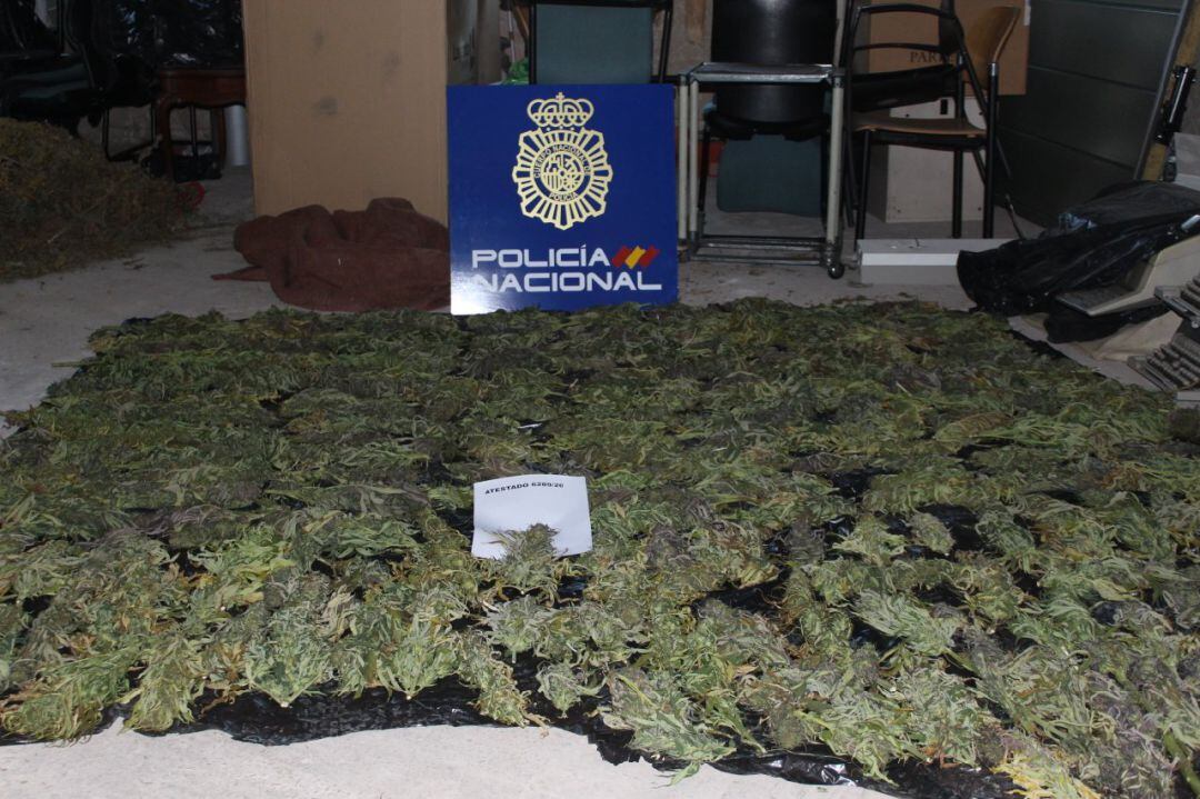 Cogollos de marihuana incautados en la capital