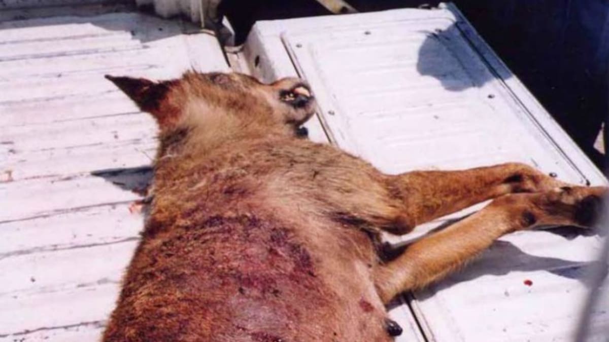 Denuncian que han matado al último grupo de lobos de Euskadi