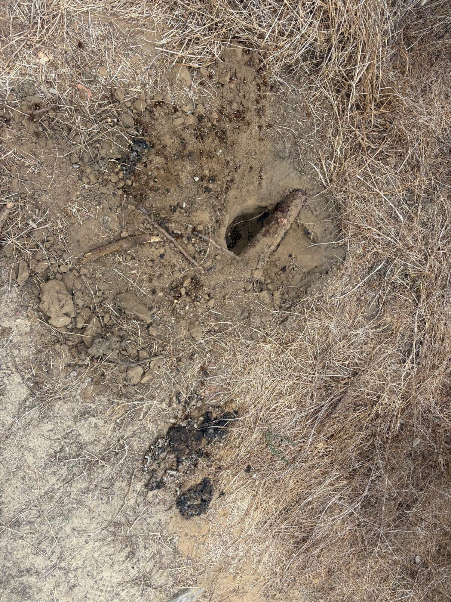 Avispón oriental en el Pinar del Rey