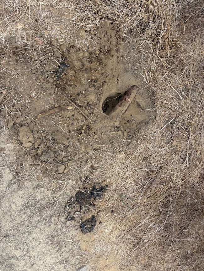 Avispón oriental en el Pinar del Rey